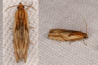 Eucosma gr. cana