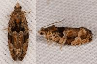 Eudemis profundana