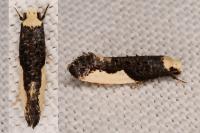 Monopis monachella