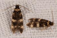 Oegoconia