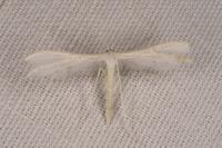 Pterophorus pentadactylus