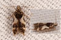 Teleiodes luculella