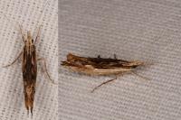 Ypsolopha scabrella