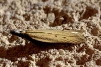 Dichomeris limosella