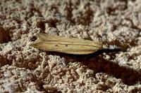 Dichomeris limosella