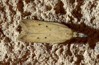 Dichomeris limosella
