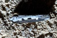 Ethmia bipunctella