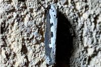 Ethmia bipunctella