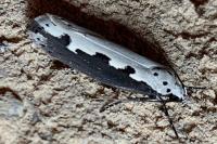 Ethmia bipunctella
