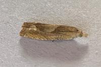 Eucosma conterminana