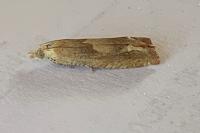 Eucosma conterminana