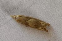 Eucosma conterminana