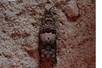 Epiblema gr. sticticana