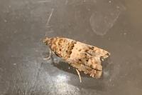Epiblema gr. sticticana