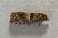 Epiblema gr. sticticana