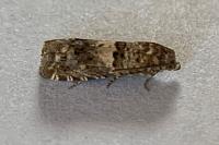 Epiblema gr. sticticana