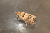Epiblema gr. sticticana