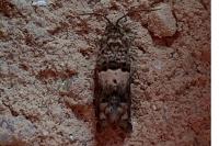 Epiblema gr. sticticana
