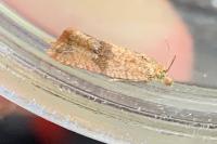 Celypha striana