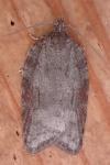 Acleris sparsana