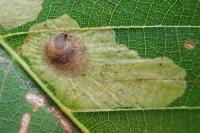 Tischeria decidua