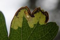 Stigmella regiella