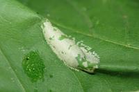 Phyllonorycter geniculella
