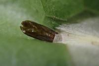 Phyllonorycter geniculella