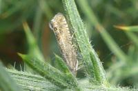 Cydia gr. succedana