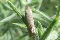 Cydia gr. succedana