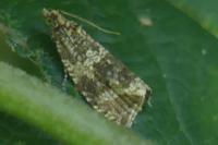 Celypha lacunana