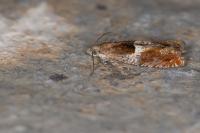 Epinotia tenerana