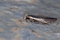 Nothris lemniscellus