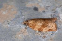 Pandemis cinnamomeana