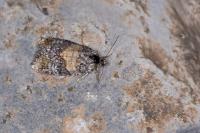 Ptycholomoides aeriferanus