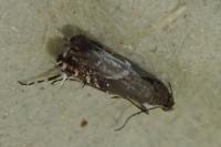 Glyphipterix schoenicolella