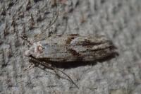 Stenolechia gemmella