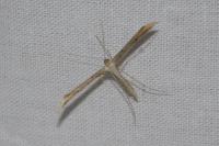 Emmelina monodactyla
