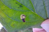 Antispila petryi