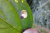 Antispila petryi