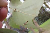 Argyresthia goedartella