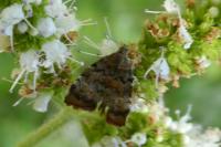 Choreutis pariana