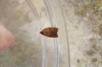 Cacoecimorpha pronubana