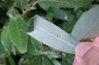 Caloptilia stigmatella