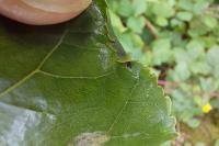 Phyllocnistis unipunctella