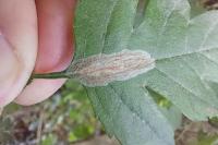 Phyllonorycter corylifoliella