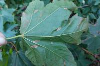 Phyllonorycter joannisi