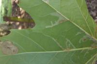 Phyllonorycter platani