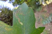 Stigmella aceris
