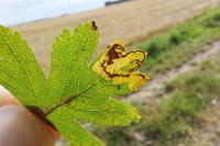 Stigmella hybnerella